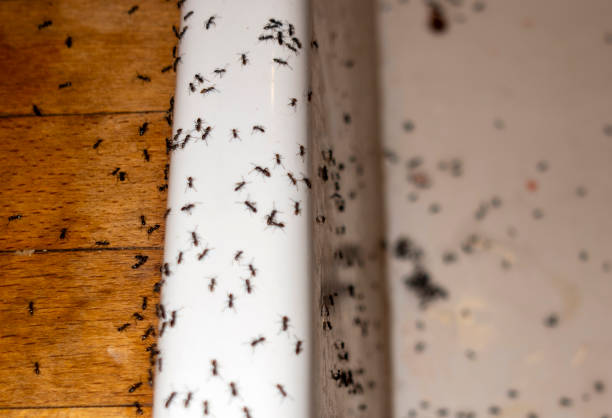 Wildlife Control Services in Buena, NJ